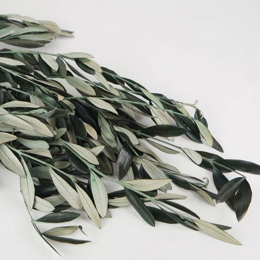 Olivenzweige stabilisiert | haltbar