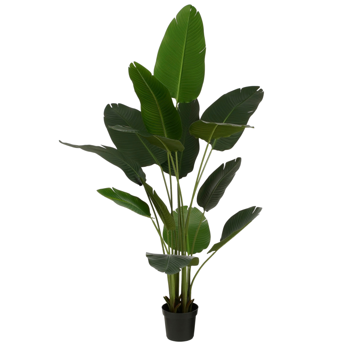 Künstliche Strelitzia im Topf – H180 x Ø30 cm – Grün