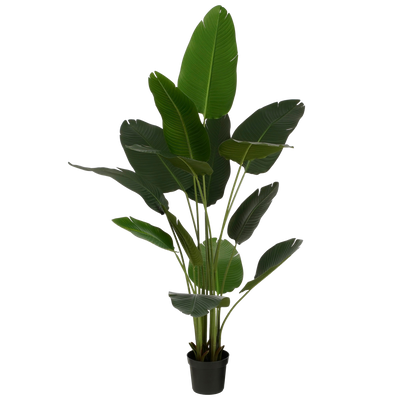 Künstliche Strelitzia im Topf – H180 x Ø30 cm – Grün