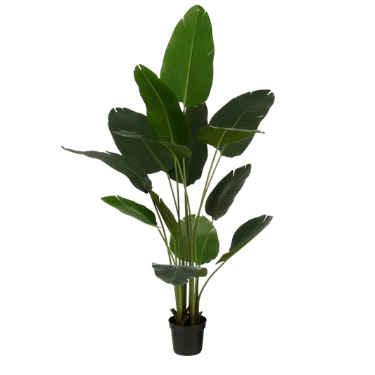 Künstliche Strelitzia im Topf – H180 x Ø30 cm – Grün