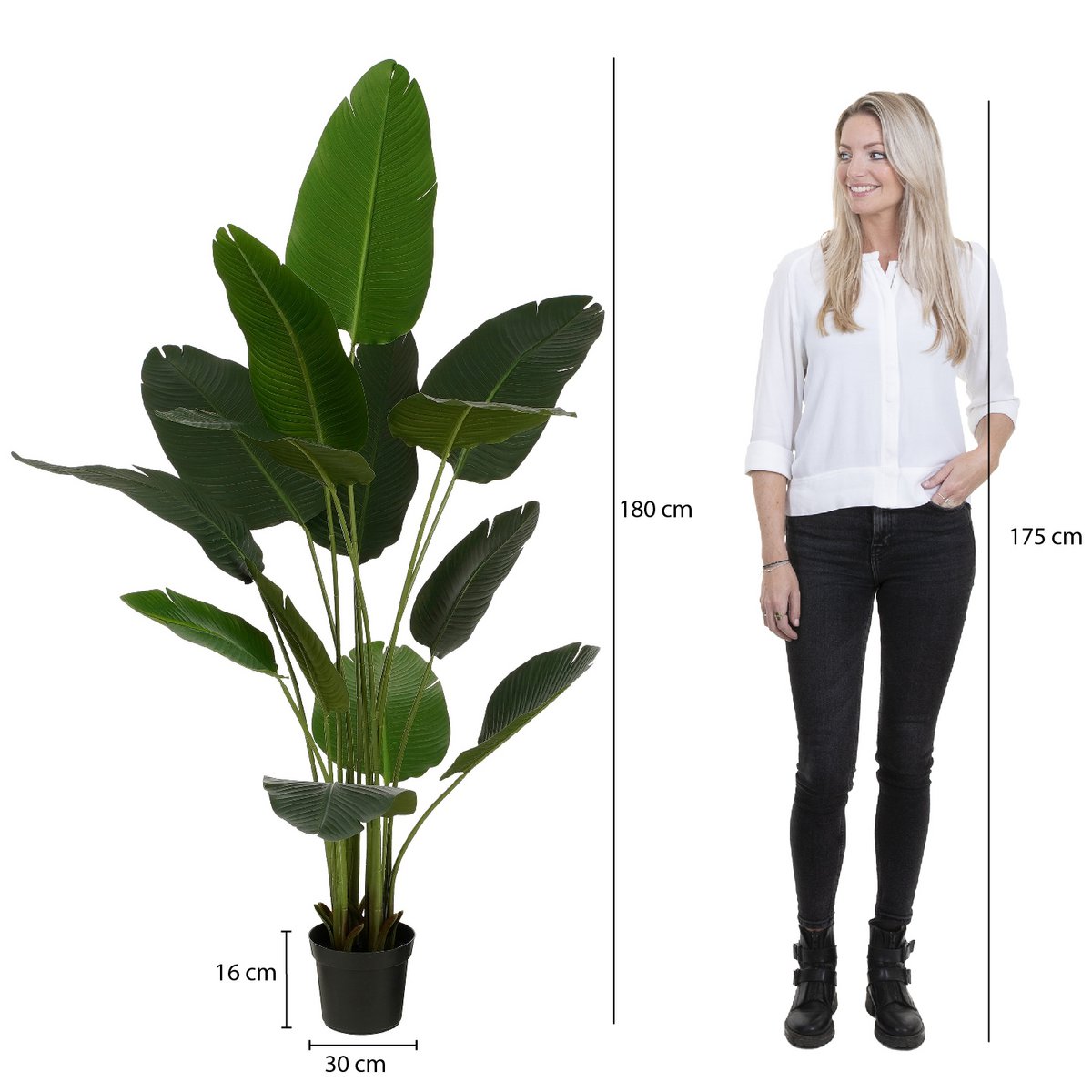 Künstliche Strelitzia im Topf – H180 x Ø30 cm – Grün