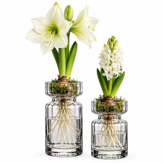 Amaryllis- & Hyazinthenvase im nordischen Stil