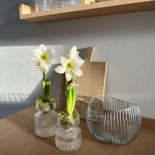 Amaryllis- & Hyazinthenvase im nordischen Stil