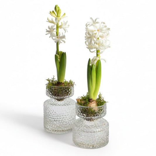 Amaryllis- & Hyazinthenvase im nordischen Stil